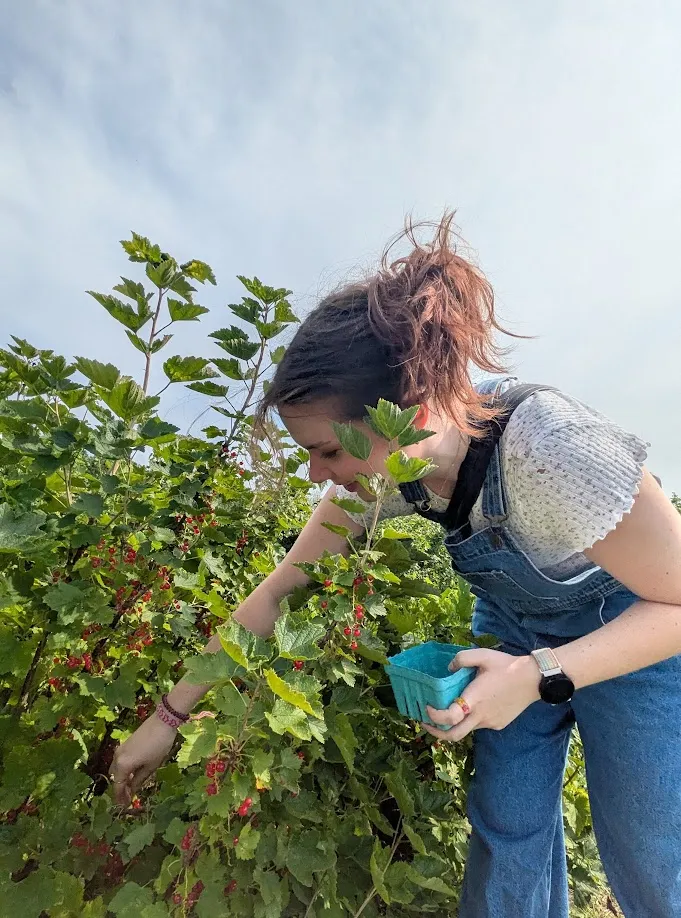 Picking berries